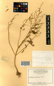 Image result for Aeollanthus pubescens