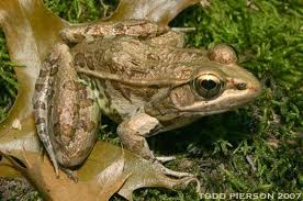 Image result for Lepidagathis eriocephala