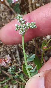 Image result for Corrigiola