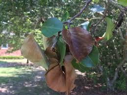 It also attacks numerous fruit and nut trees including almond, apple, apricot, caneberries, cherry, citrus, pear, plum. Cold Injury To Ornamental And Fruit Trees Alabama Cooperative Extension System