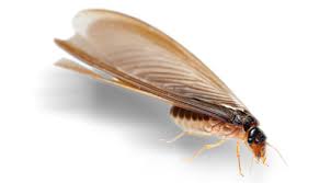 Zip code 07423 is located in northeast new jersey and covers a slightly less than average land area compared to other zip codes in the united states. Pest Control For Termites In Nj Termite Exterminator In New Jersey Termite Removal Nj
