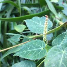 Image result for Deinbollia sp. A