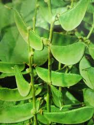 Image result for Dolichos