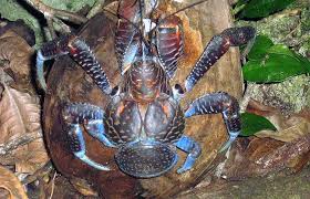 The main purpose of the academy award winning designers is to build something special for baltimore maritime museum found in baltimore maryland. Coconut Crabs The Bird Eating Behemoths Thriving On Isolated Tropical Islands Natural History Museum