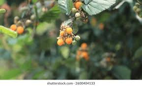 Image result for Rubus ellipticus