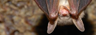 Zoonotic diseases are a big concern due to the widespread coverage of bat populations. Bat Control Ehrlich Pest Control
