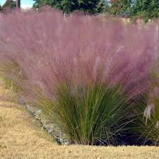 And was a spectacular puff of deep we've had good success and many positive remarks about it. Muhly Grass Seeds Pink Muhly Ornamental Grass Seed