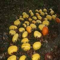 More images for how to plant spaghetti squash plants » Spaghetti Squash Information