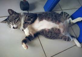 Ini memang sangat menyedihkan jika kamu melihat hewan peliharaan kamu akan mati, jadikan alasan kamu yang kuat untuk mulai mempersiapkan tempat yang aman serta nyaman untuk kucing kamu, karena kejang. Tanda Tanda Kucing Mau Melahirkan Anaknya Hobinatang