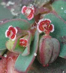 Image result for Euphorbia inaequilatera