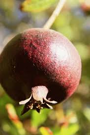 Also, they can't do this alone. Choosing The Leading Fruit Trees Intended For Your Lawn My Interesting Blog 5409