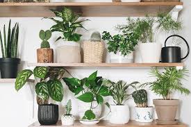 Going by recent studies, most of the inside houseplants are effective at cleaning the environment circulating around. The Best House Plants To Boost Your Mood This Winter