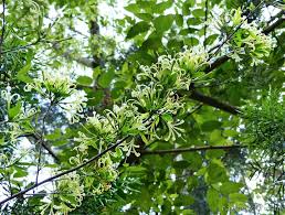 Image result for Turraea floribunda