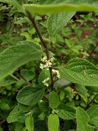 Image result for Lippia