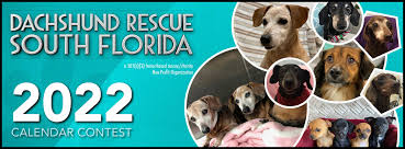 Dachshund seeking forever home rescue. Dachshund Rescue South Florida 2022 Dachshund Rescue South Florida Calendar Contest