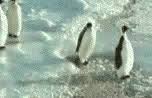 Penguin Slap Best Funny Gifs And Animated Gifs Updated Daily Gif Bin Funny Gif Bones Funny Funny Pictures