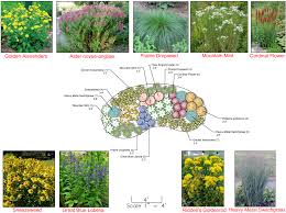 Rain Garden For Full Sun Rain Garden Residential Landscaping Shade Trees