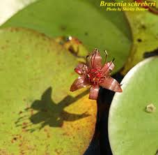 Image result for Brasenia