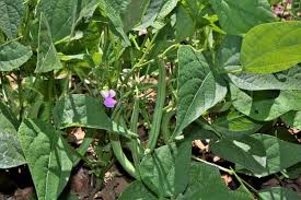 Bush beans are compact and grow close to the ground. Can Beans Be Grown Indoors Do Not Disturb Gardening