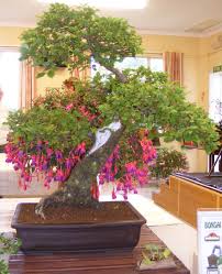 The Bonsai Group Bonsai Plants Bonsai Tree Plants