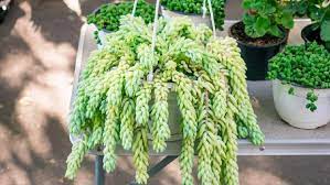 Jenis tanaman hias gantung selanjutnya adalah sedum morganianum yang masih memiliki kemiripan dengan tanaman kaktus, termasuk sifatnya yang membutuhkan banyak cahaya matahari, tapi sedikit air. 10 Tanaman Hias Gantung Outdoor Agar Taman Lebih Asri