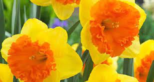 Erika facciolla 6 aprile 2019. Narcisi Foto Varieta Di Fiori E Loro Descrizione Varieta Caratteristiche Di Narcisi