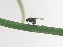 Image result for phytomyza gymnostoma