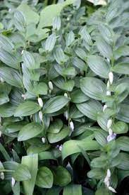 9.8.купена двухцветковая — polygonatum biflorum. 120 Polygonatum Disporum Ideas Plants Shade Tolerant Plants Perennials