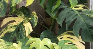 Pin On Monstera