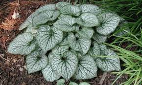A ground cover is a low growing plant that creeps along the ground in a spreading pattern. Perennial Ground Covers For Shady Gardens