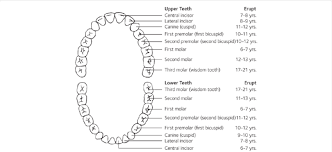 primary teeth eruption chart download scientific diagram