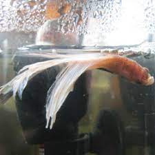 Hello There Welcome To The World Of Bettas How To Treat Swim Bladder Problems