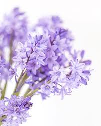 Close Up Of Bluebells Against A White Background Beautiful Simplicity By Zoe Power Zoepower On Purple Flower Background Pastel Aesthetic Flower Backgrounds