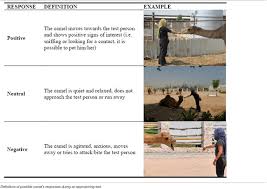 There are two types of camels: Frontiers The First Protocol For Assessing Welfare Of Camels Veterinary Science