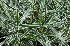 Image result for Ficinia