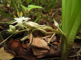 Image result for Chlorophytum affine