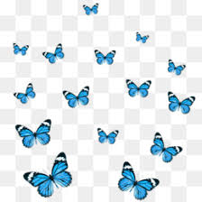 Searching for information on the monarch butterfly also known as danaus plexippus its scientific name? Aesthetic Blue Png And Aesthetic Blue Transparent Clipart Free Download Cleanpng Kisspng