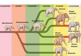The Elephant Family Tree Phylogenetic Tree Elephant