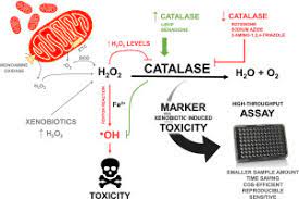 Development Of A 96 Well Based Assay For Kinetic Determination Of Catalase Enzymatic Activity In Biological Samples Sciencedirect