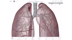 The lungs fill with air, oxygenate the blood, and dispose of carbon dioxide. Visible Body A 3d Virtual Tour Of The Lungs Youtube