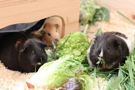 Blahungen Aufgasungen Meerschweinchenwiese