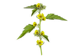 Image result for Waltheria