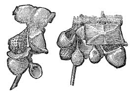 Un pacquet et fardeau qu'on porte avec soy sur le chemin. Sarcina Wikipedia