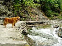 This national forest has over 30 miles of interconnecting trails that traverse gorges, ravines, pastures and woodlands. Doggin The Finger Lakes Hike With Your Dog