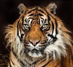 They are the biggest of the big cats, a group that includes on average, a male tiger has a head and body length of 5 to 9 feet (1.5 to 2.7 meters) and a tail length of. Tiger Hashtag On Twitter