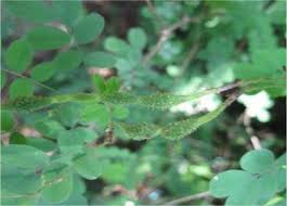 Image result for Ormocarpum trichocarpum