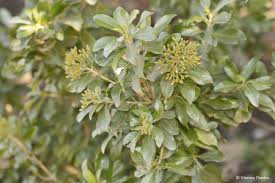 Image result for Nuxia congesta