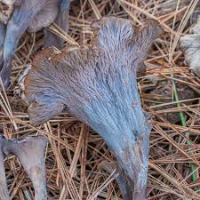 Image result for Craterellus fallax