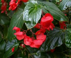 The colours are vibrant and varied although the above white is one of my favourites. Growing Begonias Indoors Home Garden Information Center