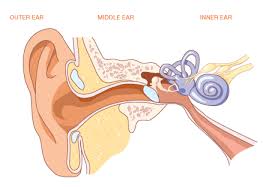 The human nervous system, without labels. Ear Diagrams Unlabeled Top Wiring Diagram Gallery Circuit Person Circuit Person Aiellopresidente It